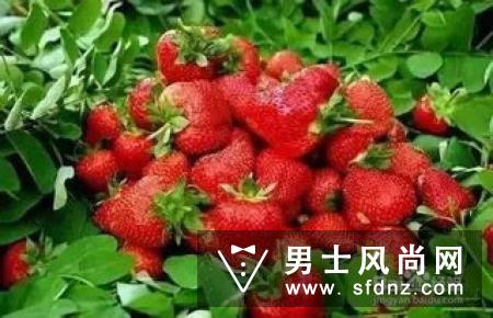 vans小草莓真假对比 vans小草莓鉴定