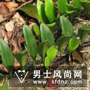 乌鸦血石一般多少钱 功效与作用