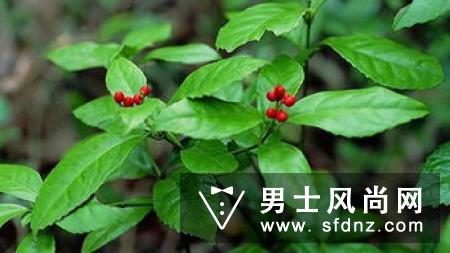 鸡血藤有节的好还是无节的好 区别是什么